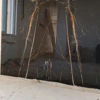 کاشیکار .کاشی کار حرفه ای|خدمات پیشه و مهارت|چابهار, |دیوار