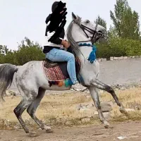 اسب اصیل کورد