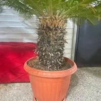 سیکاس ۳۰ ساله یک جفت|گل و گیاه طبیعی|رشت, کوی مهر|دیوار