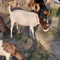 بز داشتی دوقلو حاجی اباد