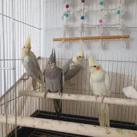 عروس هلندی