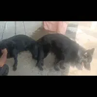 سگ ژرمن بلک شجره دار