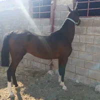 کره مادیون ۲ساله نیمه پرخون شجره دار|اسب و تجهیزات اسب‌سواری|رونیز, |دیوار