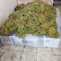 انگوردیمه‌شیرین‌وابدارکسی‌خواست‌درخدمتم‌همشهریان