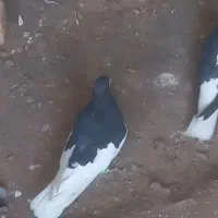 کبوتر|پرنده|زبرخان, |دیوار