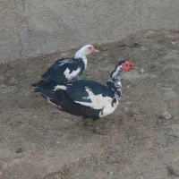 اردک اسرائیلی یکی نره یکی ماده