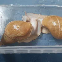 حلزون ترابی