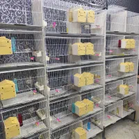 جوجه پارسون