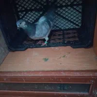 کفتر پرشی|پرنده|سیرجان, |دیوار