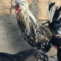 خروس سلطان|حیوانات مزرعه|مشکین‌دشت, |دیوار