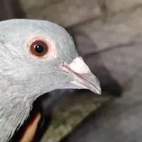 مجسمه کبوتر