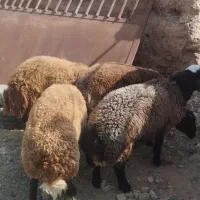 3عددبره چاق|حیوانات مزرعه|تربت جام, جلگه موسی آباد|دیوار