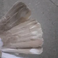 کبوترفروشی|پرنده|خاش, |دیوار