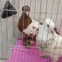 کبوترآس درجه یک|پرنده|فردیس, شهرک شهید حسینی|دیوار