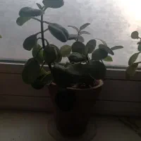 گل طبیعی|گل و گیاه طبیعی|سبزوار, هویزه|دیوار