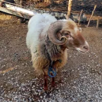 گوسفند نر گوشتی