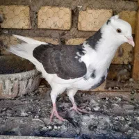 مخلفه نرگرفتنی ۲۰۰ معاوضم دارم|پرنده|کاشان, پشت شهربانی|دیوار