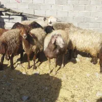 میش آبستن  بره شیری رگا شده   مرغ و خروس برهما|حیوانات مزرعه|سبزوار, صالح آباد|دیوار
