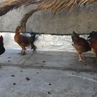 مرغ و خروس محلی جوان|حیوانات مزرعه|شیراز, وزیرآباد|دیوار