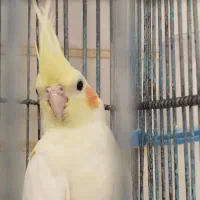 عروس هلندی مولد و سالم|پرنده|قم, قلعه عموحسین|دیوار