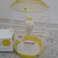 عروس هلندی لوتینو نر و ماده