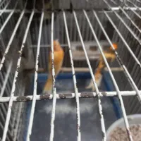 قناری نر وماده|پرنده|تربتحیدریه, یحیی آباد|دیوار