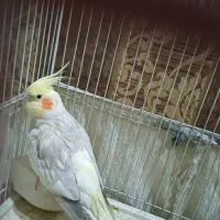 یک جفت عروس هلندی گل باقاله ای تخم گذار|پرنده|اهواز, شهرک دانشگاه|دیوار