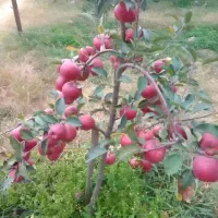 نهالستان میاندوآب|خدمات باغبانی و درختکاری|قزوین, |دیوار