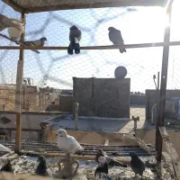 گفتر اصفهانی نر7عدد2عددماده|پرنده|برخوار, |دیوار