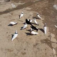 کبوتر طوقی دم سیاه