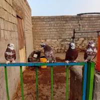 کبوتر|پرنده|نقده, |دیوار