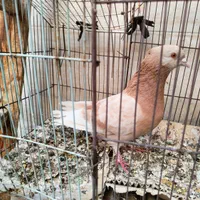 پرنده|پرنده|اصفهان, دارک|دیوار