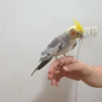 عروس هلندی نر سخنگو اهوی|پرنده|قرچک, مهدیه|دیوار