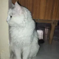 واگذاری گربه