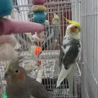 پرنده|پرنده|تهران, خواجه نصیر طوسی|دیوار