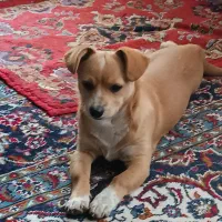 توله سگ 6ماهه