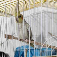 عروس هلندی ماده جوان گلباقالی|پرنده|اشتهارد, |دیوار