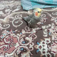 عروس هلندی|پرنده|رضوانشهر, |دیوار