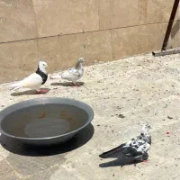 طوقی|پرنده|اردبیل, |دیوار