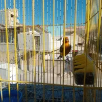 سهره قناری قرمز سالمو سرحال