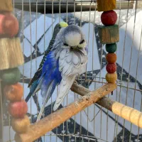 دو عدد مرغ عشق نر|پرنده|گلوگاه بابل (گلیا), |دیوار