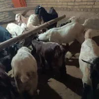 ۱۵عدد بزغاله|حیوانات مزرعه|خمین, |دیوار