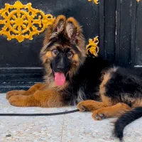 ژرمن