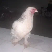 مرغ پا پری تخم گذار