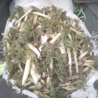 مندی چهل کیلو یکجا