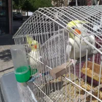 پرنده ها بالغ مولد توافقی