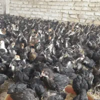جوجه مرغ و خروس یک ماهه نژاد گلپایگان|حیوانات مزرعه|جوادآباد, |دیوار