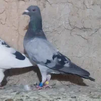 سبز ماده   چاپی ماده وجوجه نر