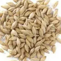 جو بذری چاق