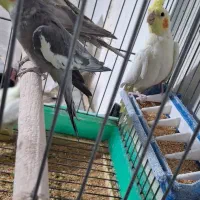 عروس هلندی بالغ تک و کوتوله|پرنده|رفسنجان, |دیوار